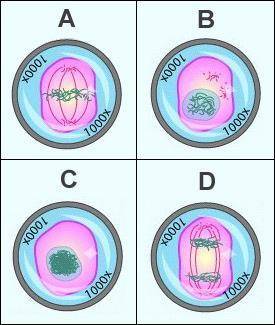 Please Help Due Soon!!

Place the four images from the cell cycle in the correct chronological ord
