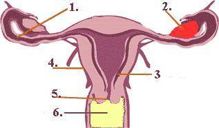Identify structure number 6.
vagina
fallopian tube
endometrium
uterus