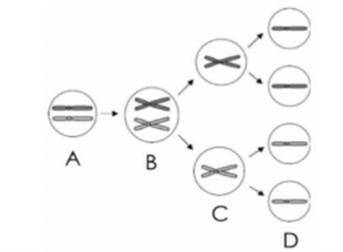 How should the model be labeled to describe the chromosomes during meiosis?
A
B
C
D