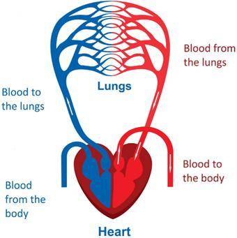 The diagram below shows a model of the circulatory system. Red represents blood that has high oxyge