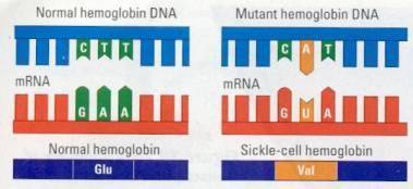 Examine the diagram below

A mutation in the hemoglobin Gene cause Sickle-Cell hemoglobin.People w