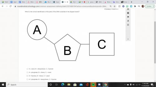 Which is the correct identification of the parts of the DNA nucleotide in the diagram below?