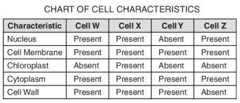 The chart below compares the characteristics of four different cells.

Which cell most likely repr