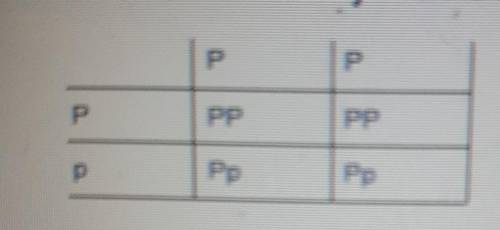 Phenotype and genotype of this punnet square?