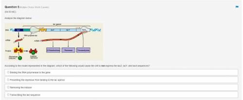 Analyze the diagram below:

According to the model represented in the diagram, which of the follow