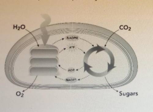 HELP ME PLEASE

William is developing the model shown below to illustrate the p