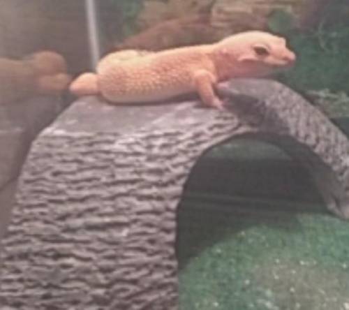 This is my leopard geko fatboylook he's even smiling at you