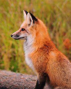 Mr.Fox is good fox yessssssss