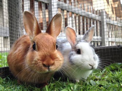 My bunnies Lola (gray and white) and Sylvester (brown)