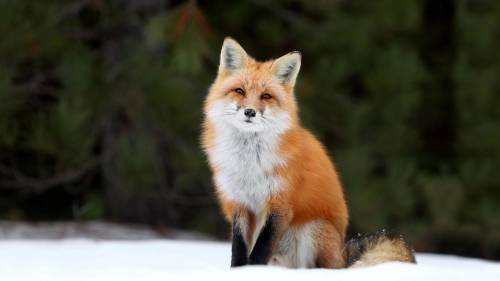 Foxes We must save them. I will not stop until they are saved