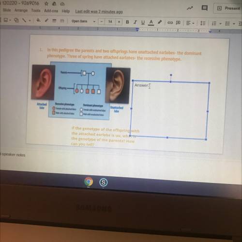 Question “If the genotype of the offspring with the attached earlobe is I,what is the genotype of t