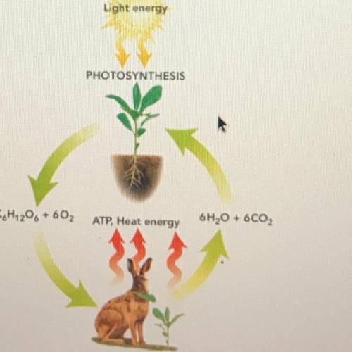 Explain how The two processes are interrelated.