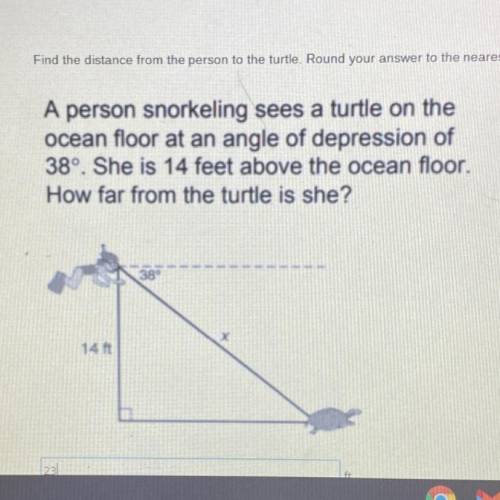 Find the distance from the person to the turtle. Round your answer to the nearest whole number. (Do