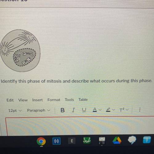 Identify this phase of mitosis and describe what occurs during this phase