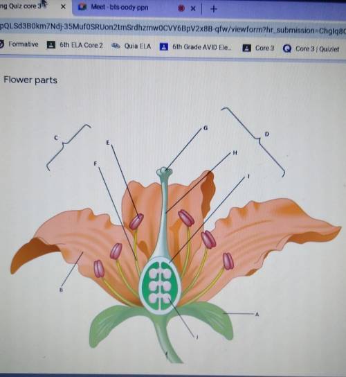 What are parts of a flower?