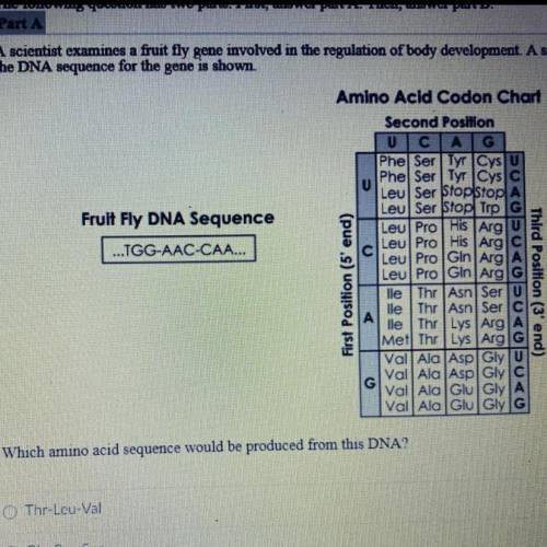 Which amino acid sequence would be produced from this DNA?
I will mark as brainlist