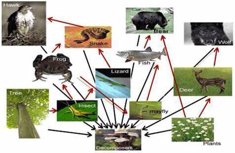 Which statement describes the relationship between the deer and plants on the food web?

A. Autotr