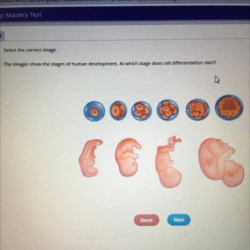 The images show the stages of human development. At which stages does cell diffentiation start￼?