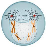 Which image represents the step in mitosis when chromosomes condense and spindle fibers form?