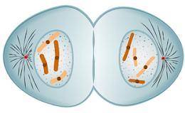Which image represents the step in mitosis when chromosomes condense and spindle fibers form?
