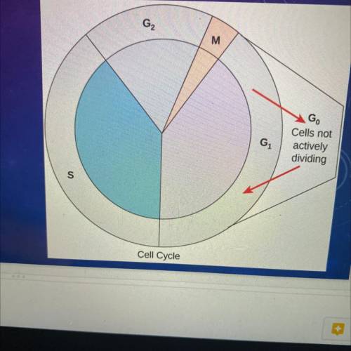 What happens in each stage of Interphase?