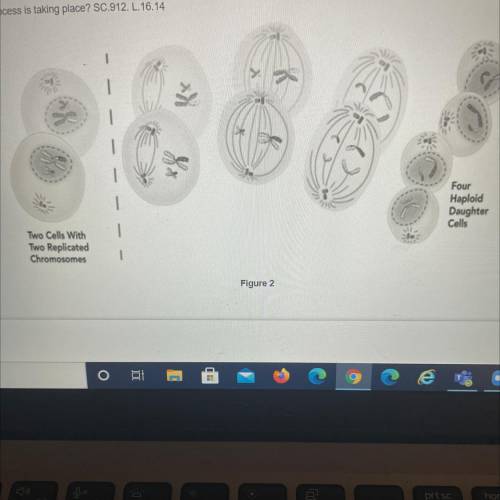 THIS IS EASY PLS HELP!

Which process is taking place?
A) Meiosis II
B) Meiosis I
C) Meiosis
D) Mi