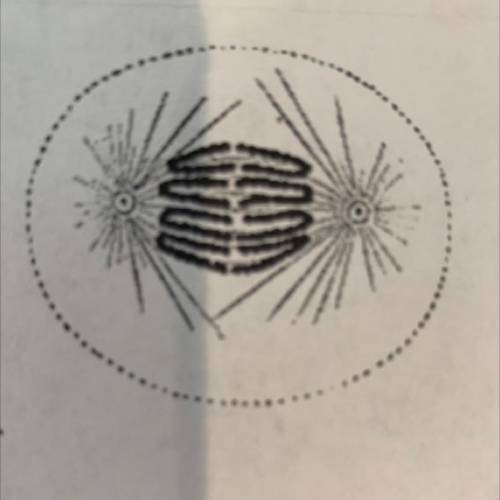 23.

Which statement best describes what is happening in the cell above?
O The cell is in anaphase