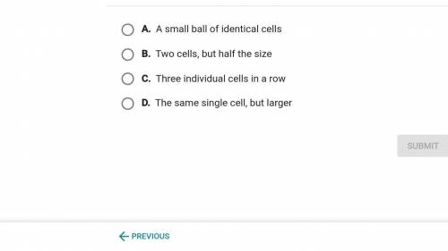 the photo shows a single celled organism.which sentence best describes what the cell will look like