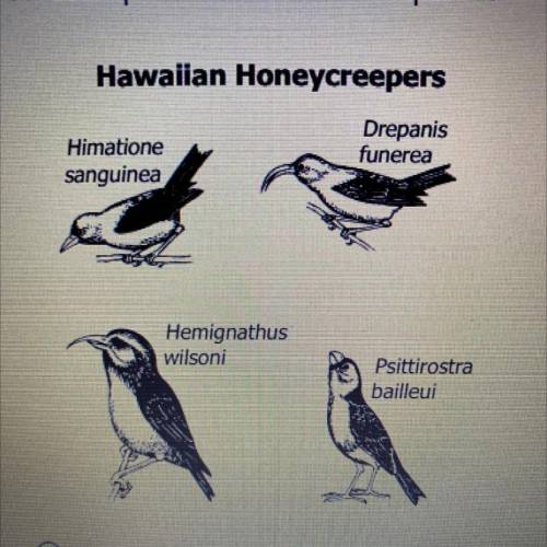 The different species of Hawaiian honeycreepers shown all descended

from a single species of Nort