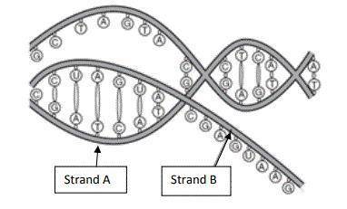The diagram below is a model of the process of transcription. What is the purpose of strand A?