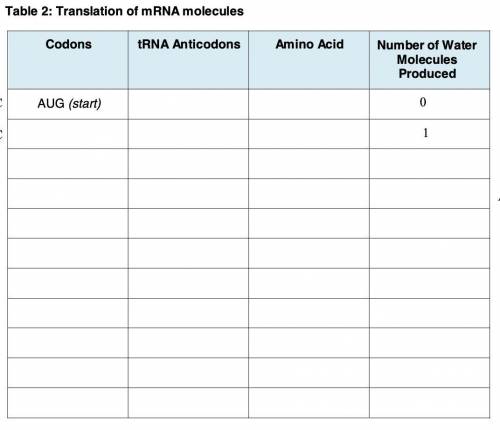 Data Table 2: Translation of mRNA molecules