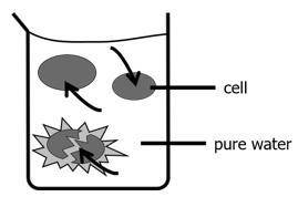 A student draws a model of cells in a solution. The arrows indicate the direction water will move w