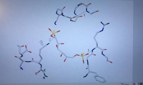 (25 points,pls help <3) what are those 2 (fragments of) biomolecules?