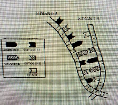 11. If the diagram represents a part of the process of protein synthesis, strand A would

 
A. serv