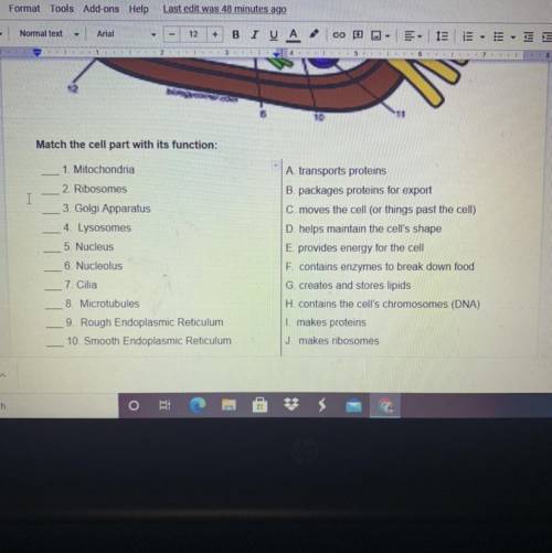 10

Match the cell part with its function:
1. Mitochondria
I
2. Ribosomes
3. Golgi Apparatus
4. Ly