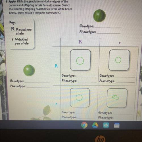 6 Apply fill in the genotypes and phenotypes of the

parents and offspring in this Punnett square.