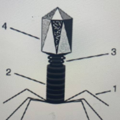 6. Use the diagram below to answer the following question.

Which labeled viral structure in the d