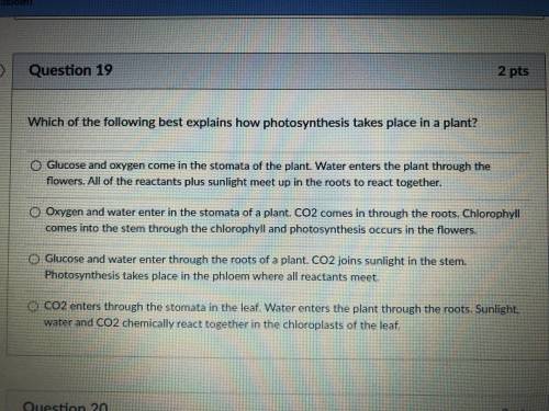 Which of the following explains how photosynthesis takes place in a plant?