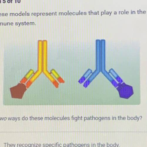 These models represent molecules that play a role in the

immune system.
In which two ways do thes