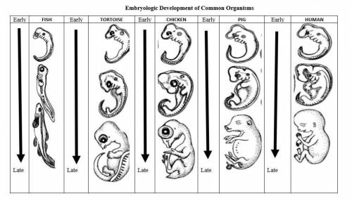 Explain how the embryological development of different species reveals similarities of organisms th