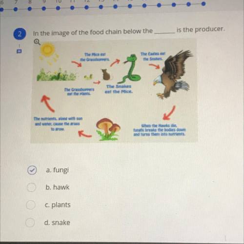 In the image of the food chain below the ____ is the producer.

A. Fungi 
B. Hawk 
C. Plants 
D. S