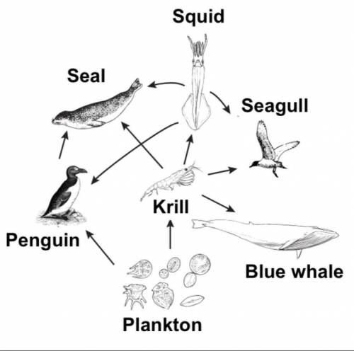 In the food web above, label all producers, primary consumers, and secondary consumers.
