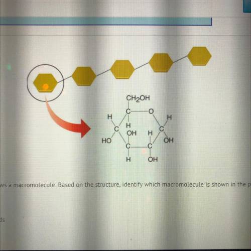 The image above shows a macromolecule. Based on the structure, identify which macromolecule is show