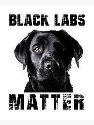 Do black labs matter yall? xD