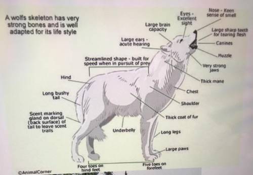 Look at the current traits of wolves. Describe one physical change/trait that may CHANGE in wolves