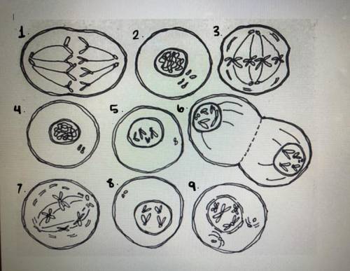 Label the name of each phase.