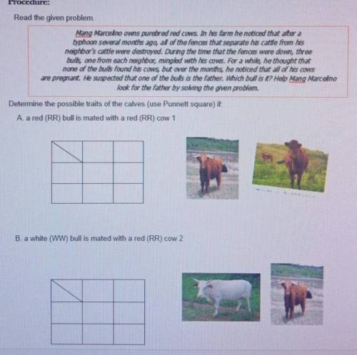 Mystery bull punnet square