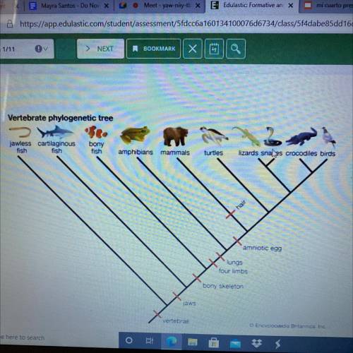 Based on the above phylogenetic tree, which two species are the most closely related?