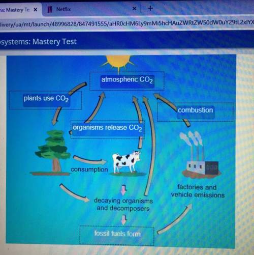 Identify the remaining processes and components of the carbon cycle

The image is the correct answ