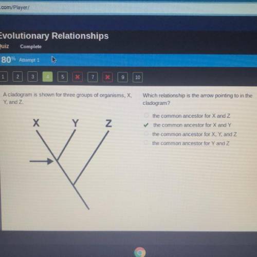 Which relationship is the arrow pointing to in the

cladogram?
A. the common ancestor for X and Z